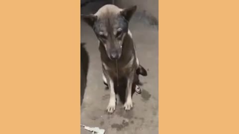 Funny Animal Videos Part 66||Cute And Funny Cat And Dog Videos