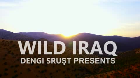 IRAQ Wild Iraq 4K