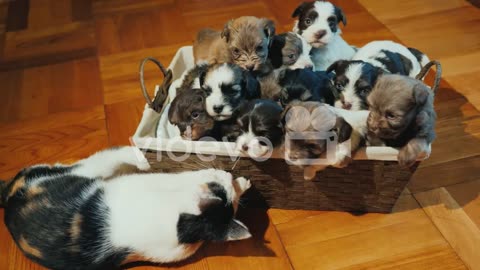 A Box of Cute Litter Puppies On The Floor🐕🐕