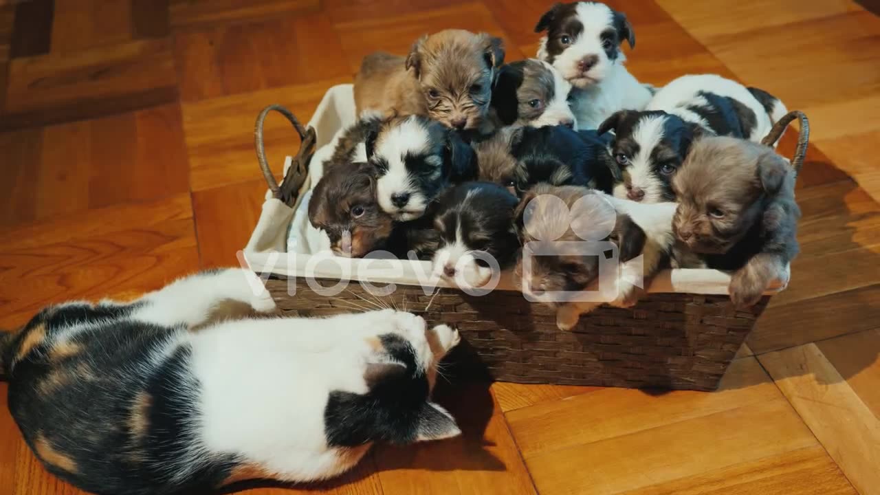 A Box of Cute Litter Puppies On The Floor🐕🐕