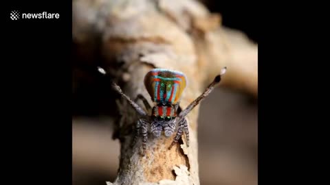 These colourful spiders 'wave' at camera as they perform mating dances