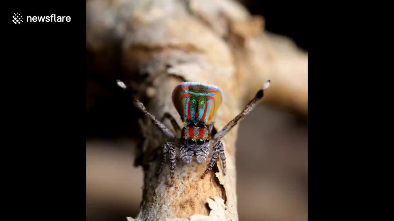 These colourful spiders 'wave' at camera as they perform mating dances