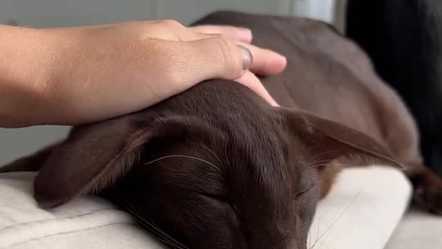 Awe the sweet life! 😻