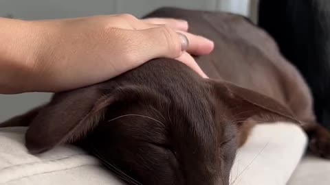 Awe the sweet life! 😻