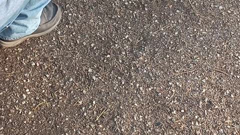 Squirrel at camp eating peanuts out of a hand !