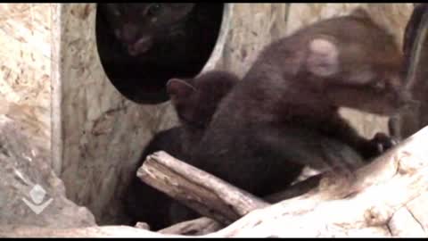 jaguarundi kittens in zoo