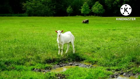 Pet's very interesting fun video your WhatsApp status in morning