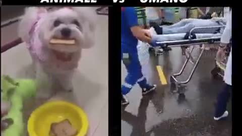 Animali vs Umani: Test di intelligenza