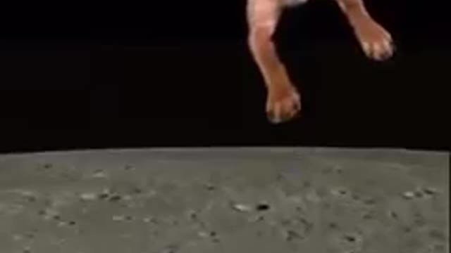 Dog to the moon