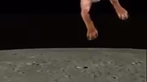 Dog to the moon