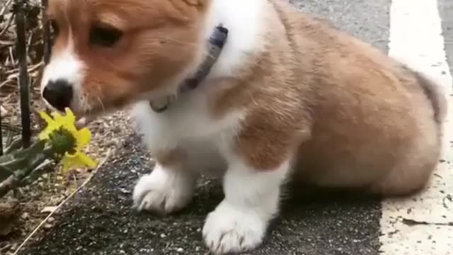a puppy eating flowers