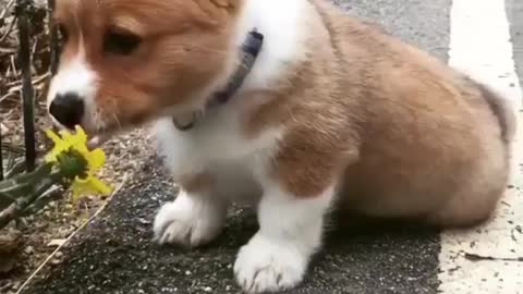 a puppy eating flowers