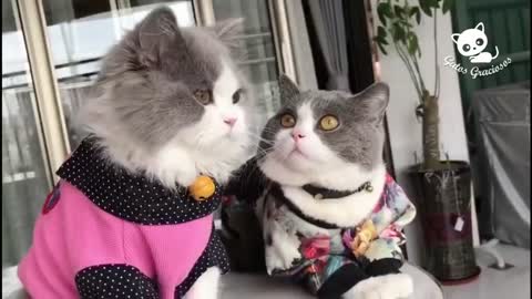 Gatitos graciosos, 🐱🐈