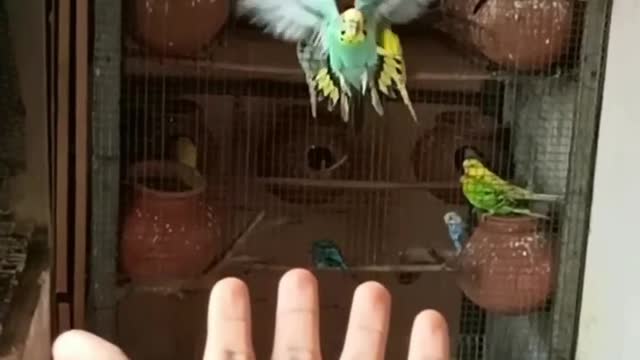 Parrots react to getting kissed by their owner so cute 😘😘😘