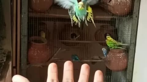 Parrots react to getting kissed by their owner so cute 😘😘😘