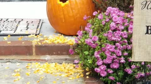 Squirrel Creates a New Home in Halloween Pumpkin