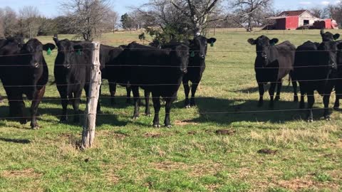 18- Second calve Medium bred Angus plus.