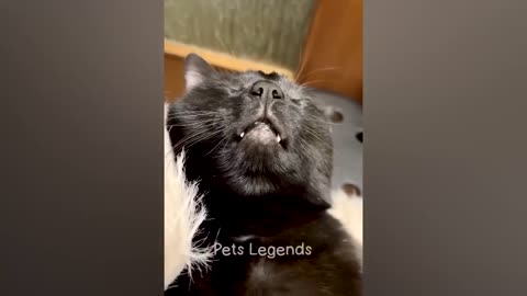 Funny Animal Videos