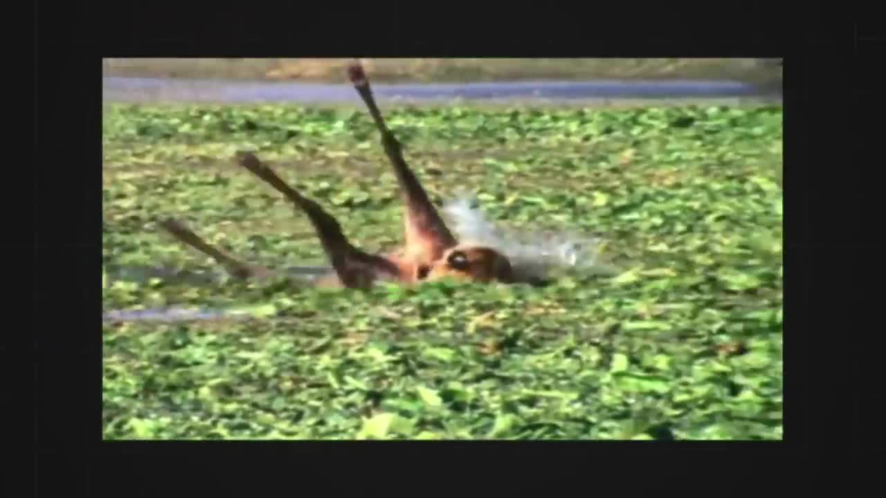 Moments when big cat faced crocodile for the first time