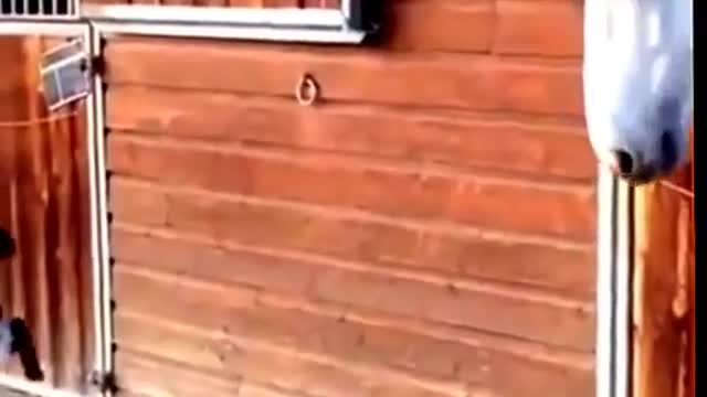 funny pets expressions