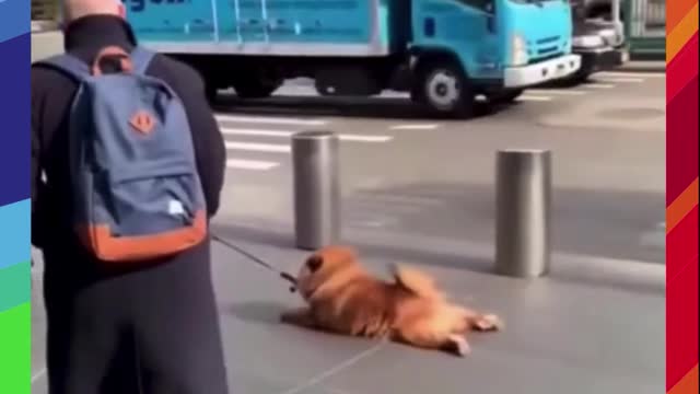 Dog Refuses To Walk Anymore *SHOCKINGLY FUNNY* #Shorts