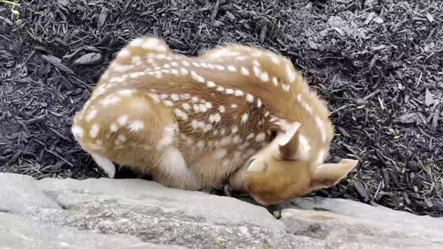 Baby deer sleeping in the yard will make your day