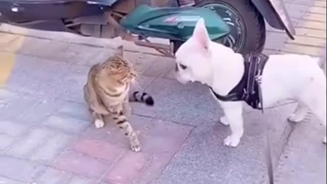 Dog Doing Badam Badam in Cat 🐱 🤪 Funny Dog And Cat #animals