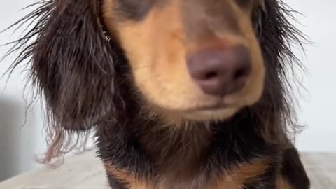 would u give him a choclate 🥺