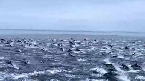 San Diego, California, USA