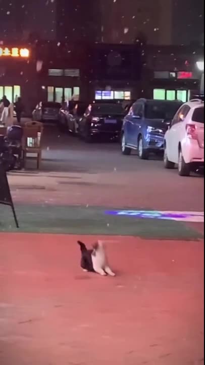 Cats meet snow - snow meet cats.