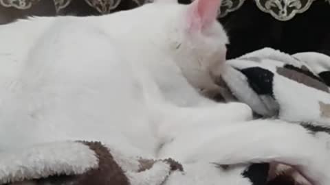Cat what are you doing? ))