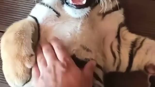 sloth tiger baby