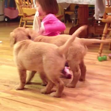 Toddler Uses Her Mouth To Play Tug Of War With Retriever Puppies