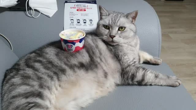 Laying Cat and Ice Cream