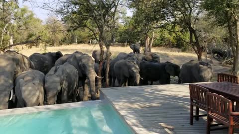 Elephants Pool