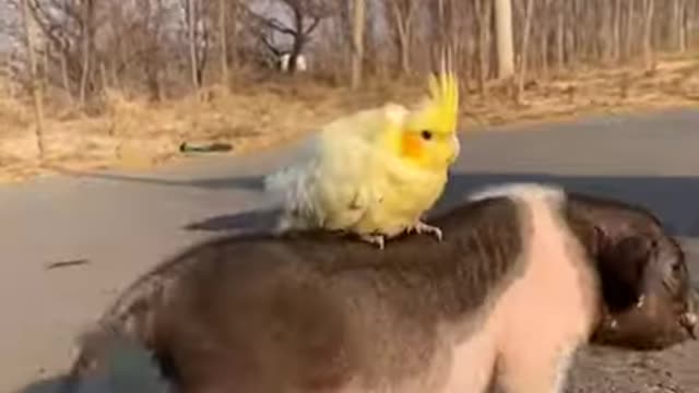 Pig vs bird