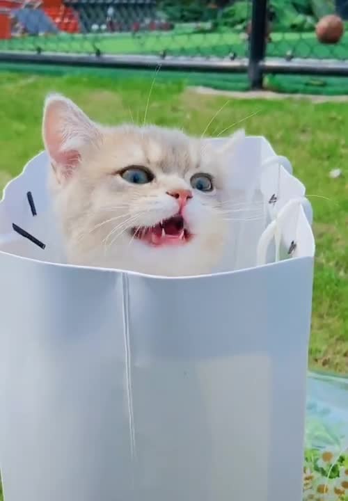 cute baby kitten in the bag