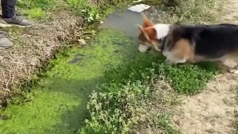 Dog Gets Wet | Cute Animals Video Bank