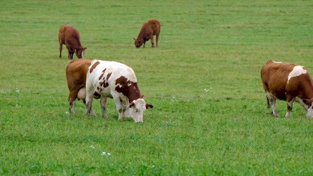 Cow