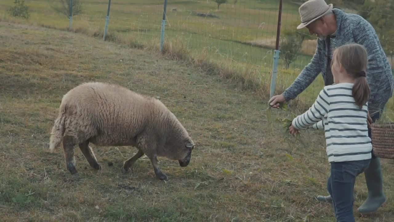 Senior couple with grandaughter feeding sheep on the farm