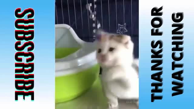 Best funny and cute animal compilation part 11