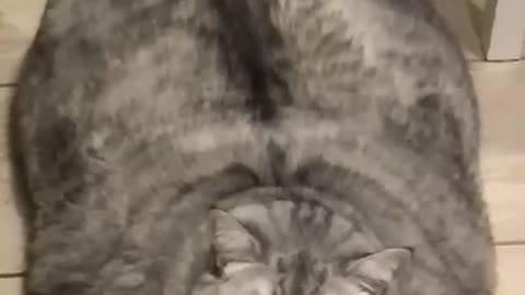 Cats and dogs funny video