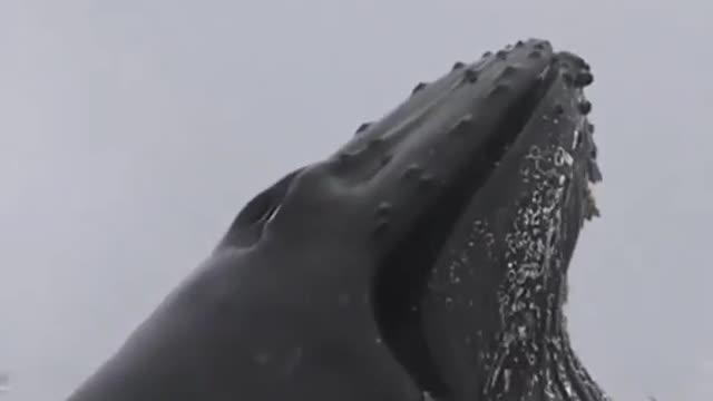 Massive whale jumping in sea