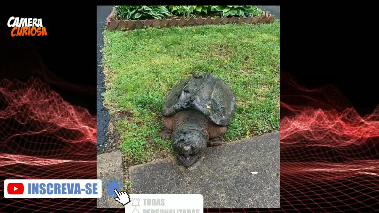 GIANT Biting turtle enters the backyard and causes PANIC in the Family