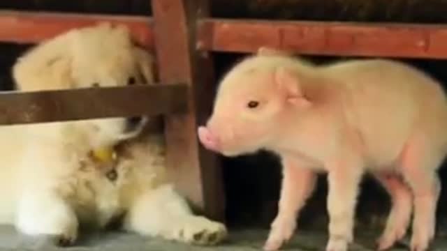 Puppies Meeting Baby Pigs For the First Time🐖🐷🐕🐩