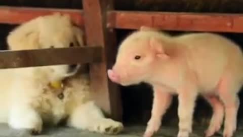 Puppies Meeting Baby Pigs For the First Time🐖🐷🐕🐩