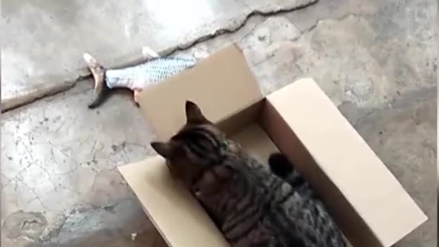 Cute kitten and fish in box