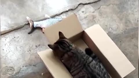 Cute kitten and fish in box