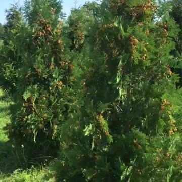 Large nigra arborvitae