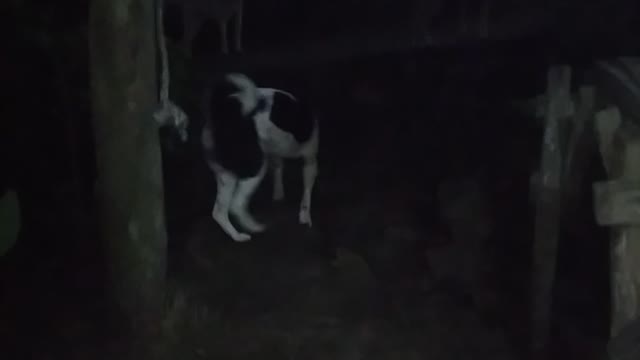 Dog's Eyes in the Dark.